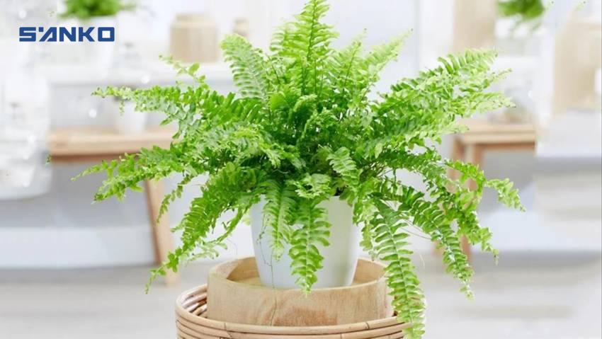 cây phong thủy cho nhà bếp